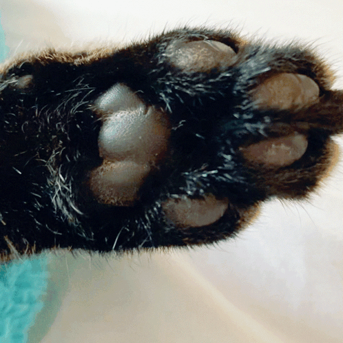 Spazcat Nibby GIF