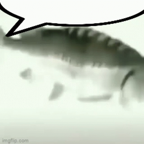 Speech Speech Bubble GIF