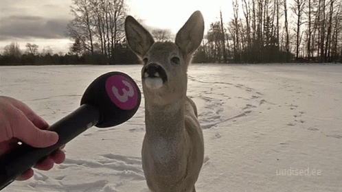 Speechless Deer GIF