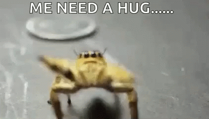 Spider Spiders GIF
