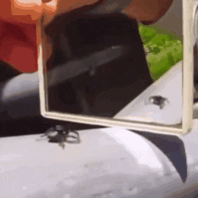 Spider Spiders GIF
