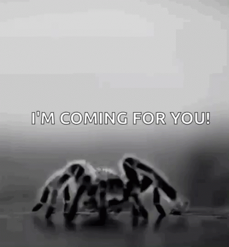 Spider Spiders GIF