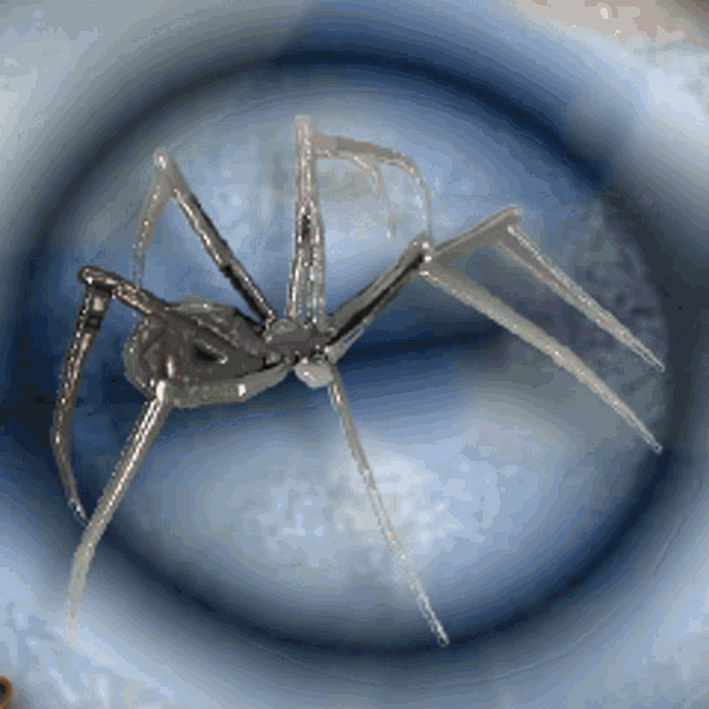 Spiders GIF