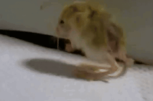 Spin Jerboa Baby Jerboa GIF