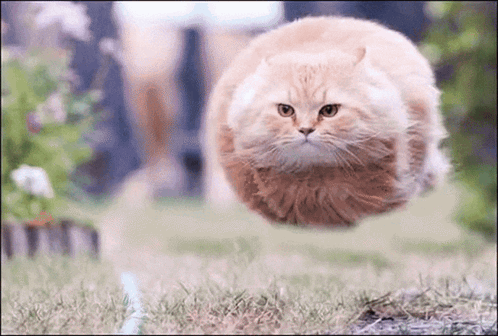Spinning Cat GIF