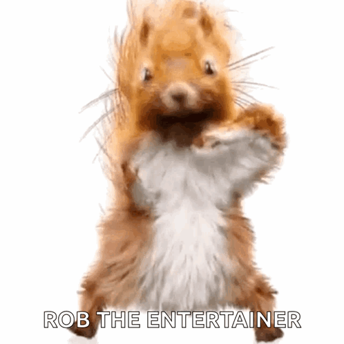 Squirrel Dancing Squirrel GIF