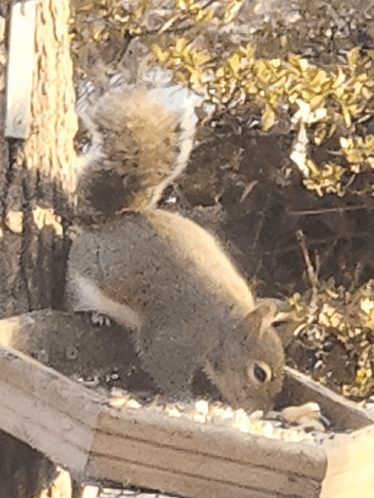 Squirrel Eating Fluffy Squirrel GIF