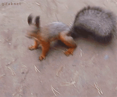 Squirrel Going Nuts GIF