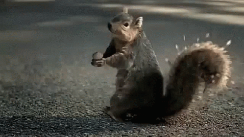 Squirrel Love GIF