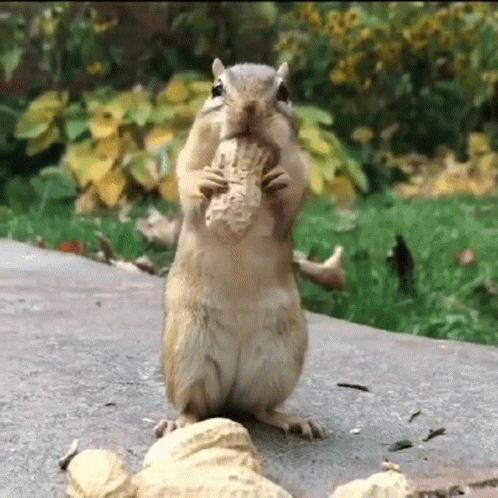 Squirrel Nut GIF