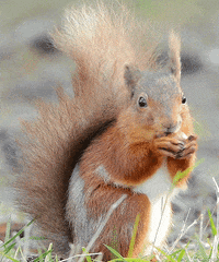 Squirrel Nuts GIF