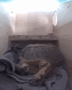 Squirrel Squirrel Lightning GIF