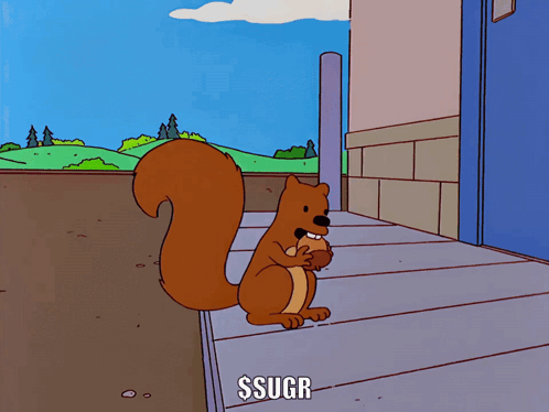 Squirrel Sugr GIF