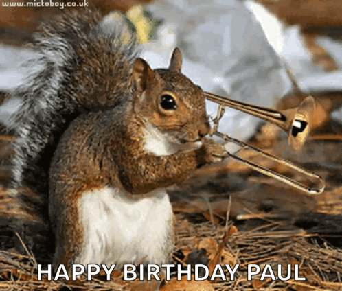 Squirrel GIF