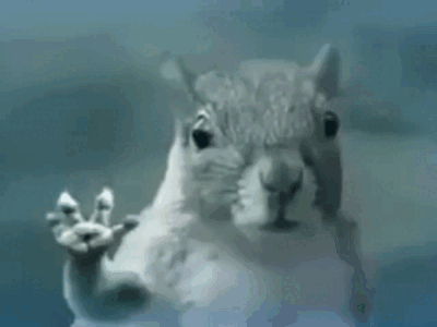 Squirrel Wave GIF