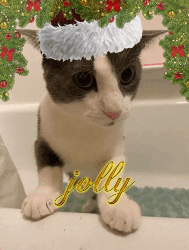 Ssoggycat Shark Meme