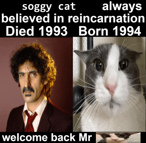 Ssoggycat Shark Meme