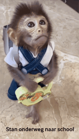 Stan Stan Aapje GIF