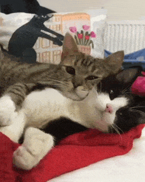 Stan Twitter Cats GIF