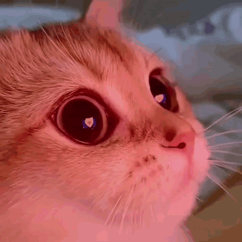 Stan Twitter Kitty GIF