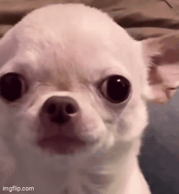 Stan Twt Evil Chihuahua GIF