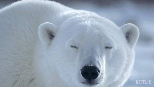 Staring At You Our Living World GIF