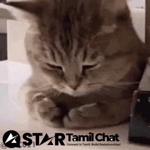 Startamilchat Sanjay Chat GIF
