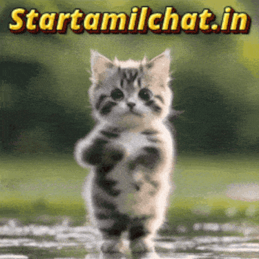 Startamilchat Sanjay Chat GIF