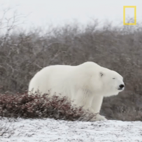 Strolling Nat Geo Wild GIF