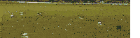 Strong Kick Cristiano Ronaldo Sticker