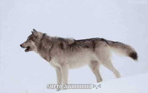 Suero Coyote GIF