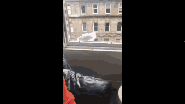Suicide Pigeon GIF
