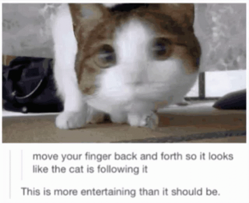 Sumsar Gato GIF