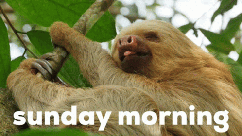 Sunday Sloth GIF