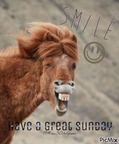 Sunday Vec50 GIF