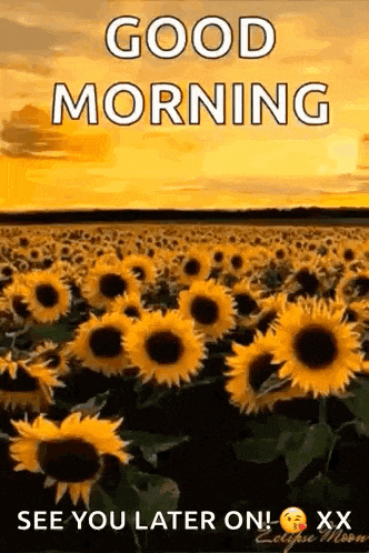 Sunflower Yellow Sky GIF