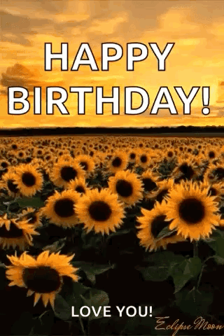 Sunflower Yellow Sky GIF