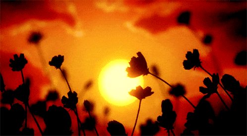 Sunset GIF