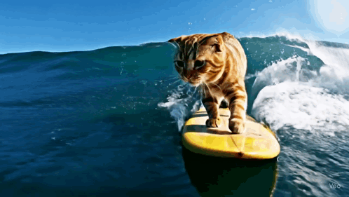 Surfing Cat Katze GIF