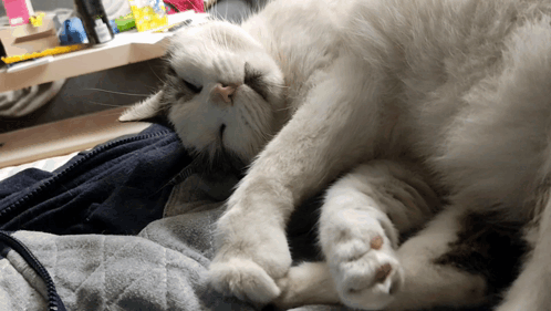 Suri Cat GIF