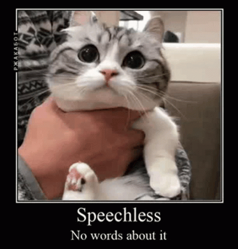 Surprise Cat GIF