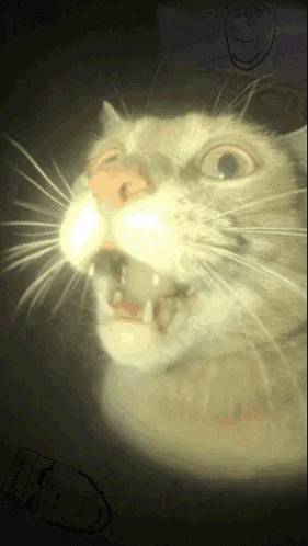 Surprised Wow GIF