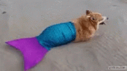Swimming Fishy GIF