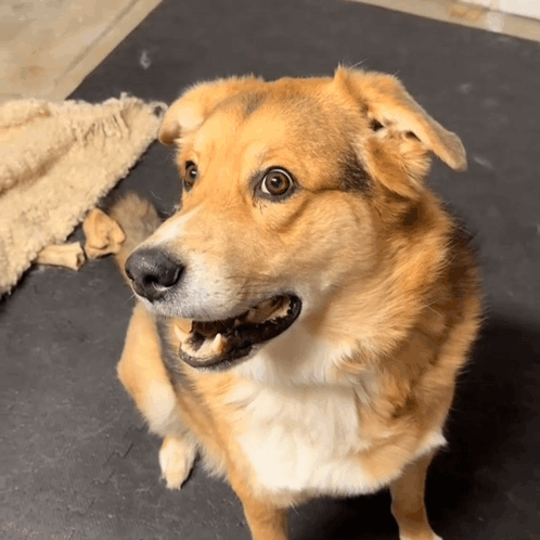 Taken Aback Dog Wide Eyes Dog GIF