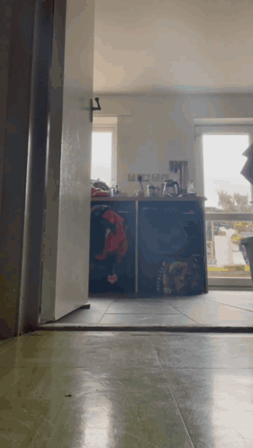 Talan Talon GIF