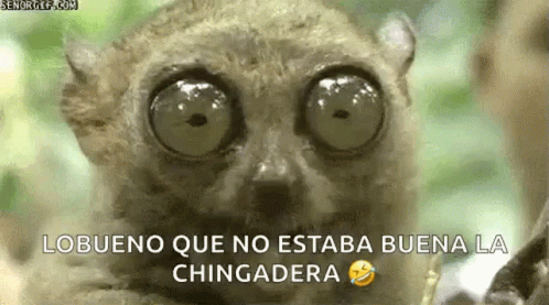 Tarsier Big Eyes GIF