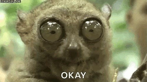 Tarsier Big Eyes GIF