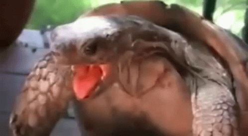 Tartarugadoahh GIF