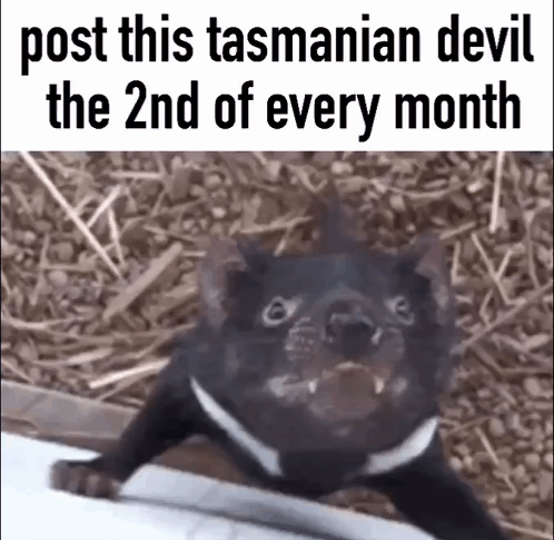 Tasmanian Devil Cute GIF