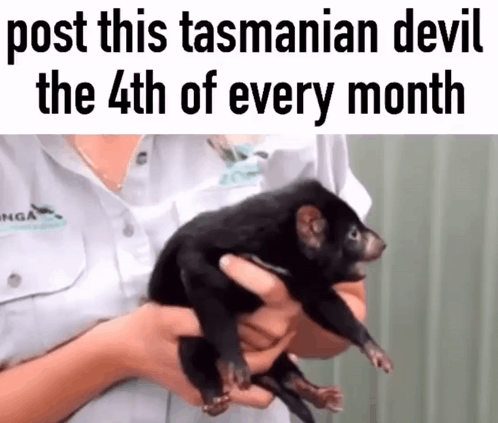Tasmanian Devil Cute GIF